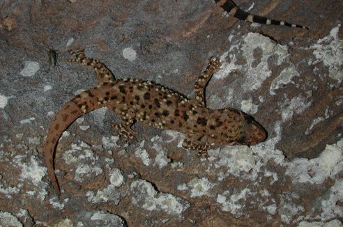 Hemidactylus turcicus